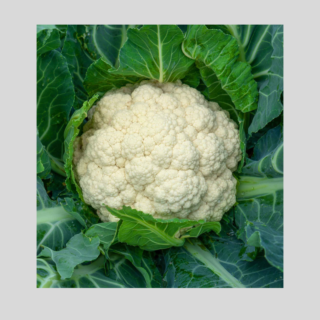 Cauliflower Seed