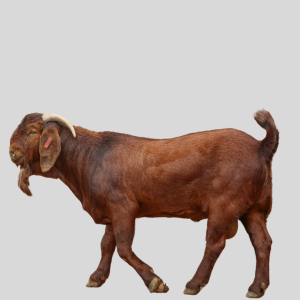 Chèvres du Kalahari