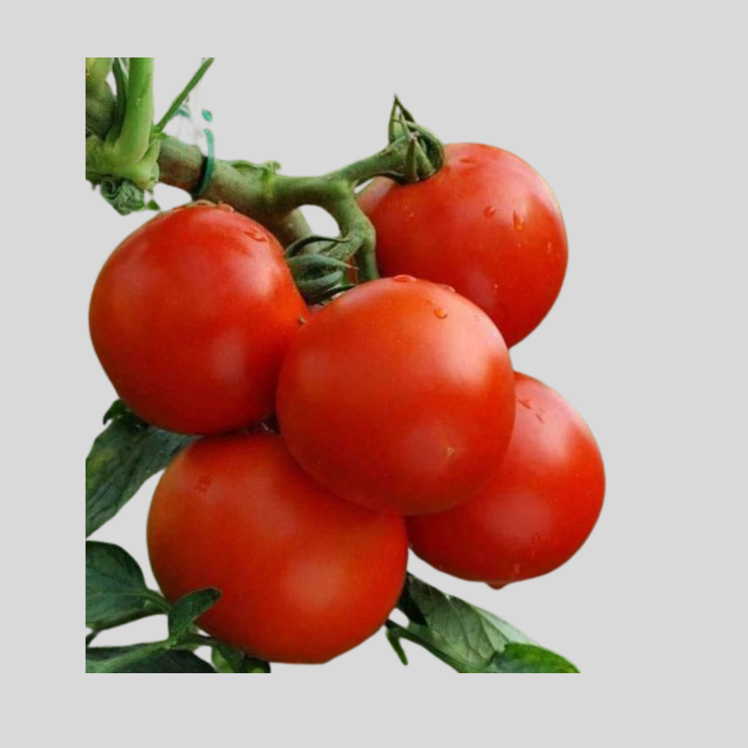 Tomato