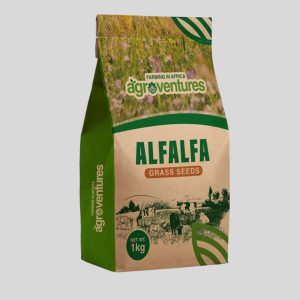 Alfalfa sade