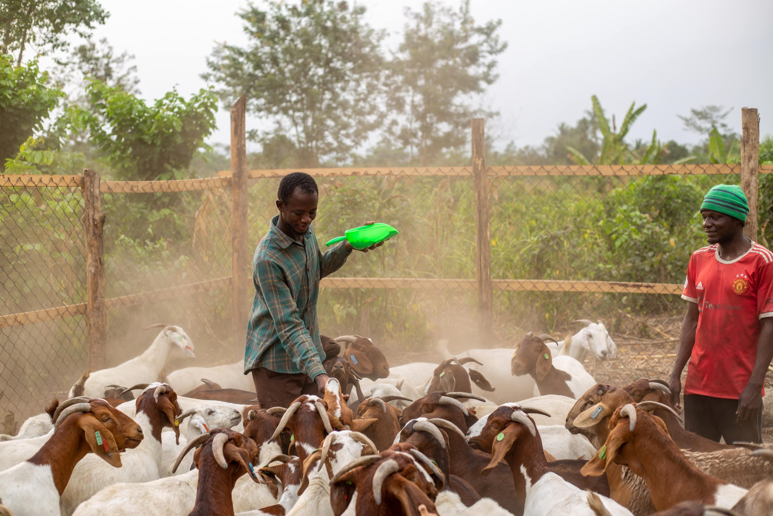Feeding Livestock